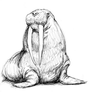 walrus
